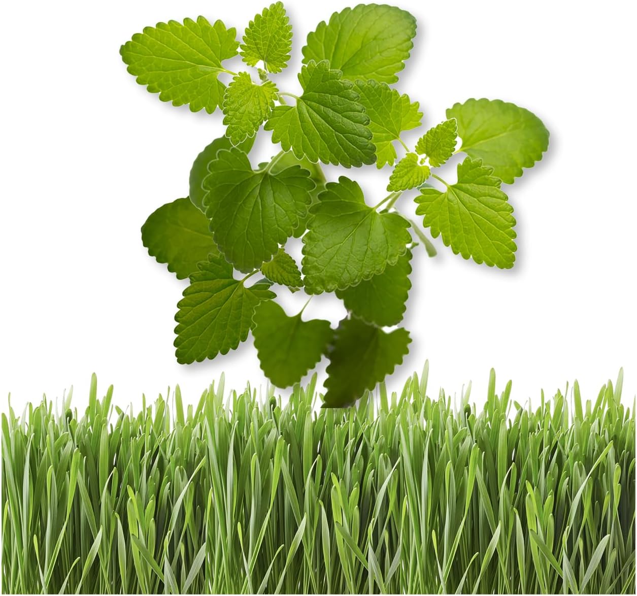 Catnip/Catgrass Combio Pack of Seeds for Planting, 4400+ Herb Seeds and 16 g of Wheatgrass Seeds, Heirloom, Non-GMO,(Catnip/Wheatgrass Seeds, 20.4 g)