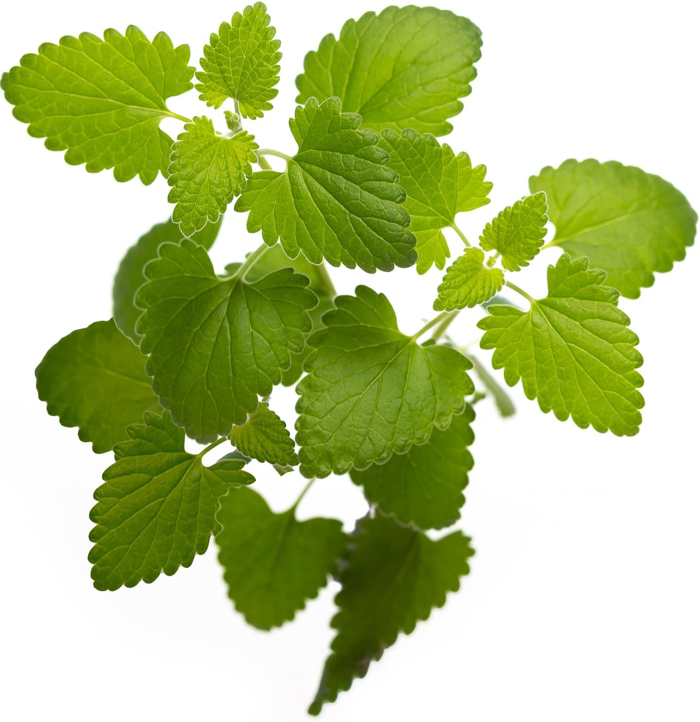 planting catnip seeds indoors DesertUSA Catnip Seeds for Planting, 2200+ Herb Seeds, Indoor or Outdoor Growing, Heirloom, Non-GMO, Cats Love Catnip Leaves. (Catnip Seeds, 1500mg)