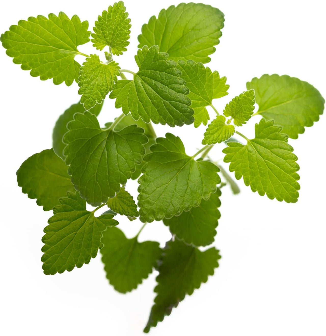 DesertUSA Catnip Seeds for Planting, 2200+ Herb Seeds, Indoor or Outdoor Growing, Heirloom, Non-GMO, Cats Love Catnip Leaves. (Catnip Seeds, 1500mg)