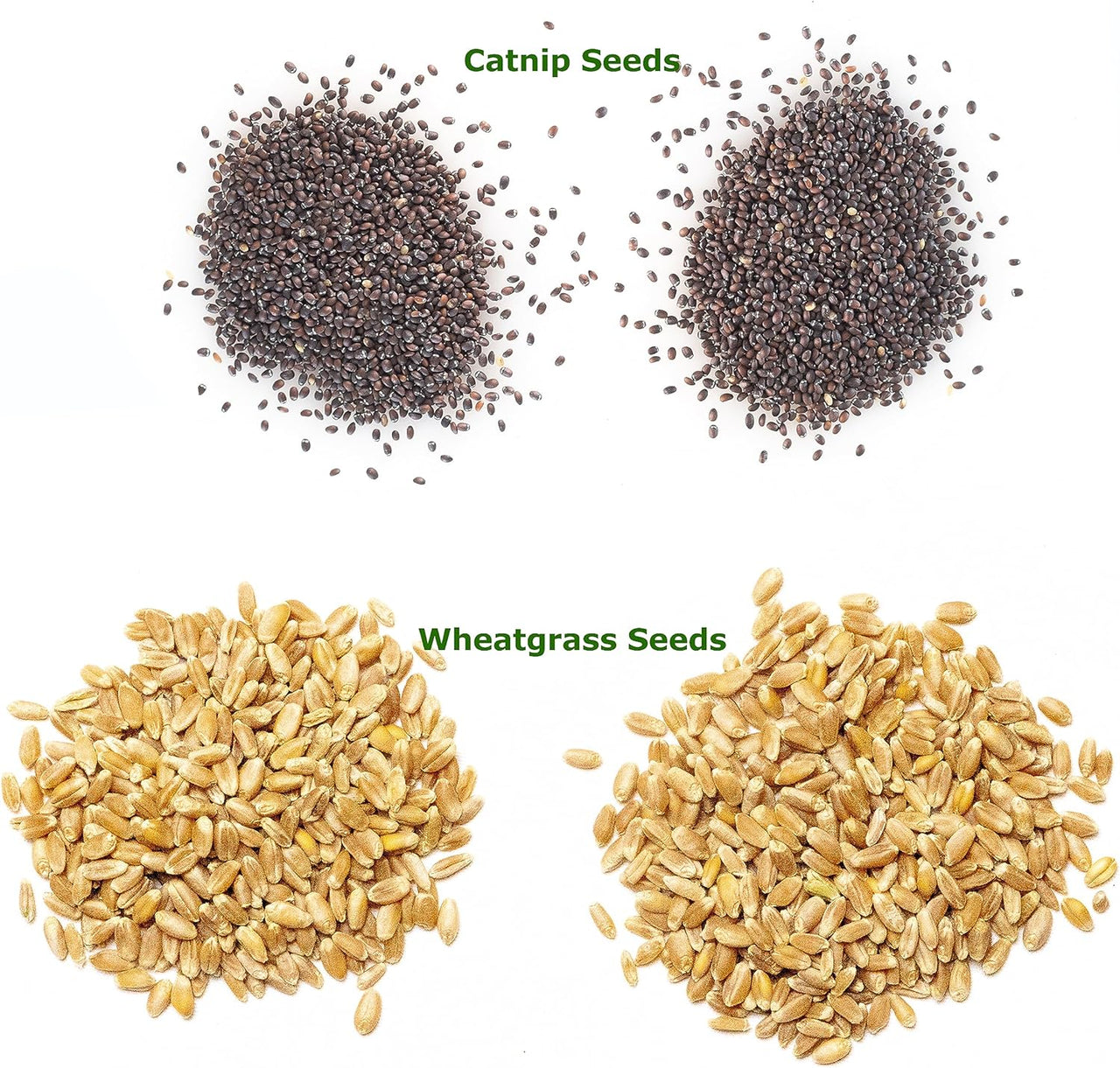 Catnip/Catgrass Combio Pack of Seeds for Planting, 4400+ Herb Seeds and 16 g of Wheatgrass Seeds, Heirloom, Non-GMO,(Catnip/Wheatgrass Seeds, 20.4 g)