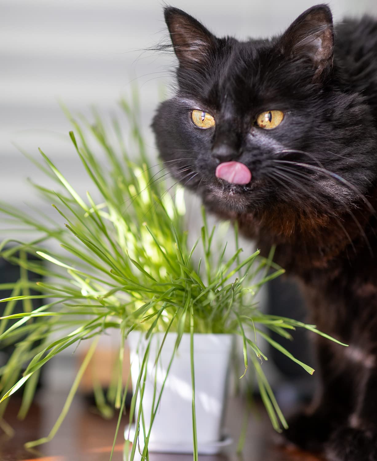 DesertUSA Cat Grass Refill Kit, Certified Organic (3 Seed Packs)