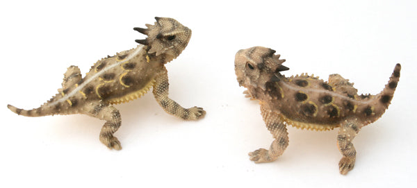 Texas Horned Lizard Figurines - Male - Female Pair