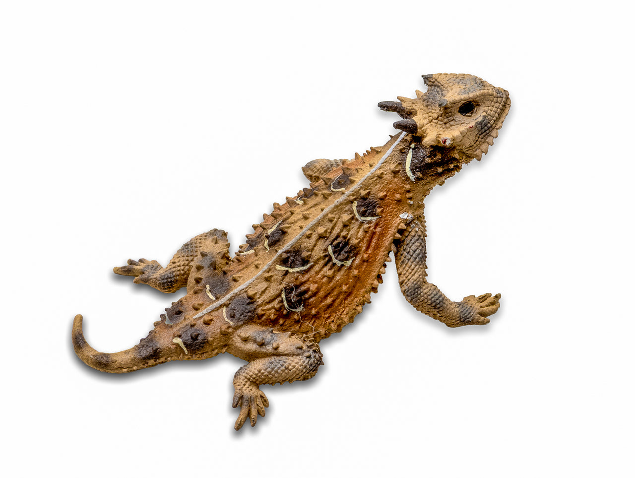 Texas Stretch Horned Lizard, Painted Figurine