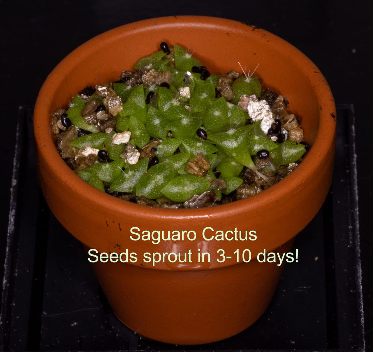 Giant Saguaro Seed Incubator Kit