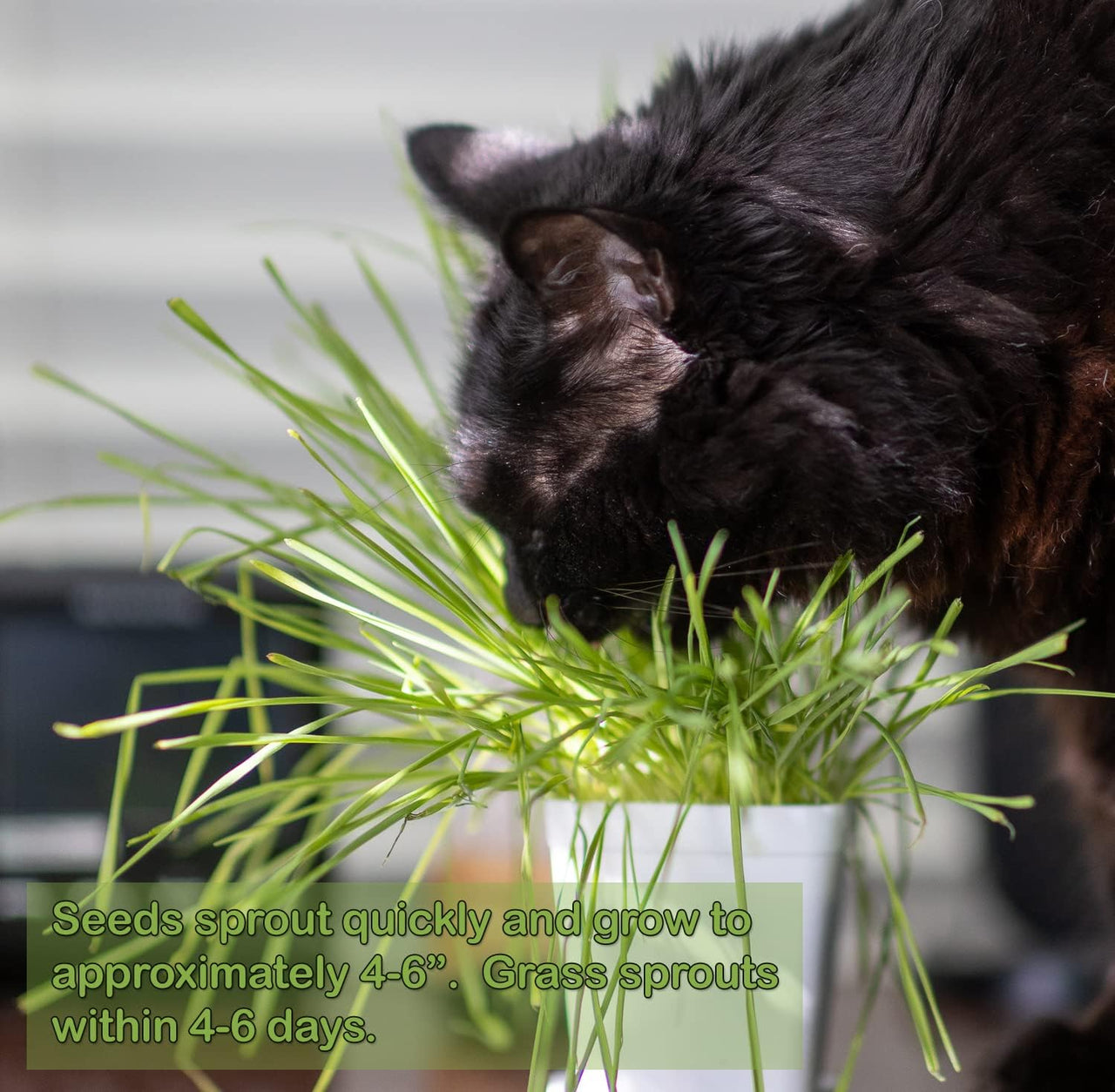 DesertUSA Cat Grass Seeds, Organic Non-GMO Wheatgrass, for Pet or Human Consumption Including Sprouts, Juicing, Smoothies, Instructions for Pets and Humans (24)