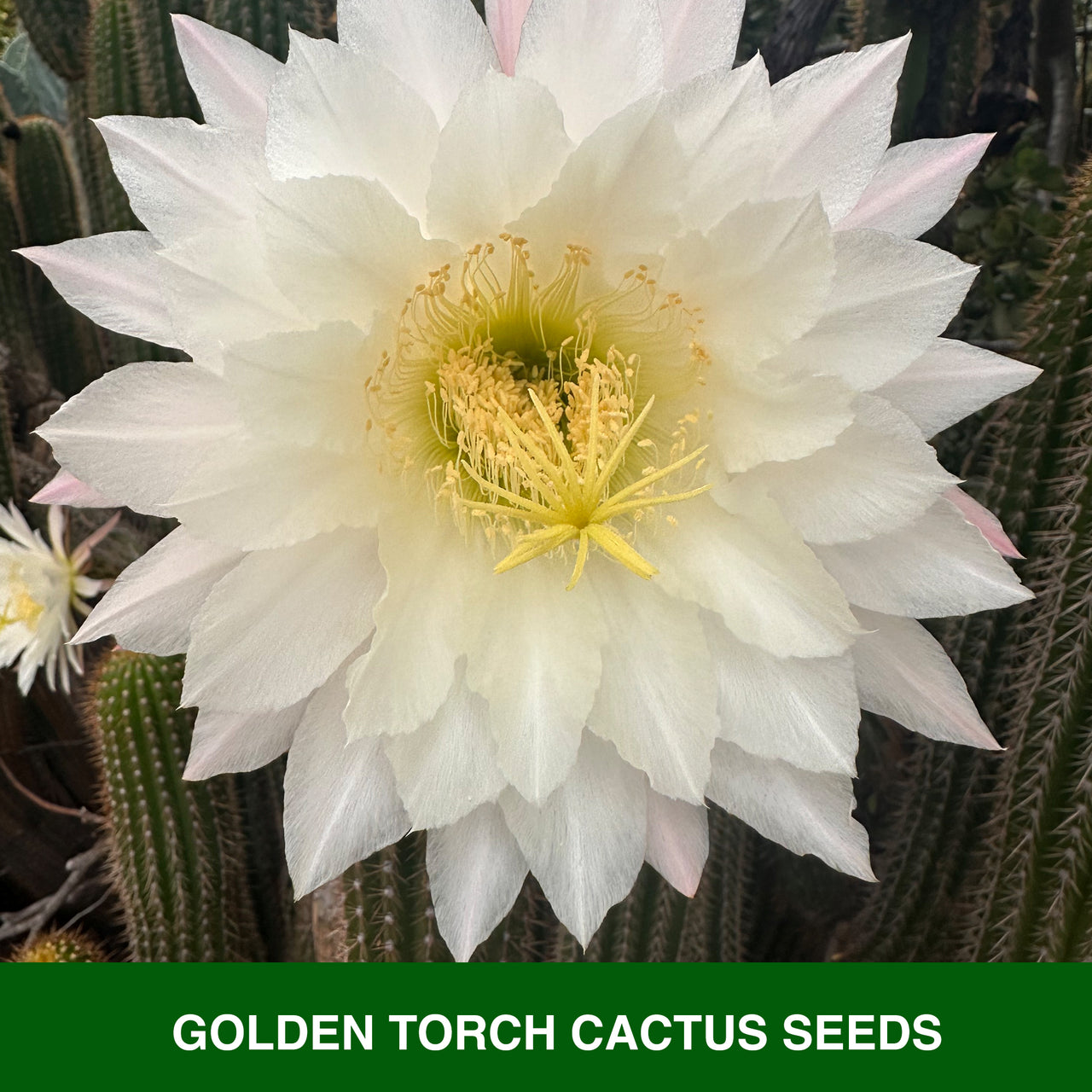 Grow Your Own Golden Torch Cactus Incubator Kit – Cactus Seeds – Seed Starter Peat Pellets Pods - Southwestern Gift Idea - Seed Growing
