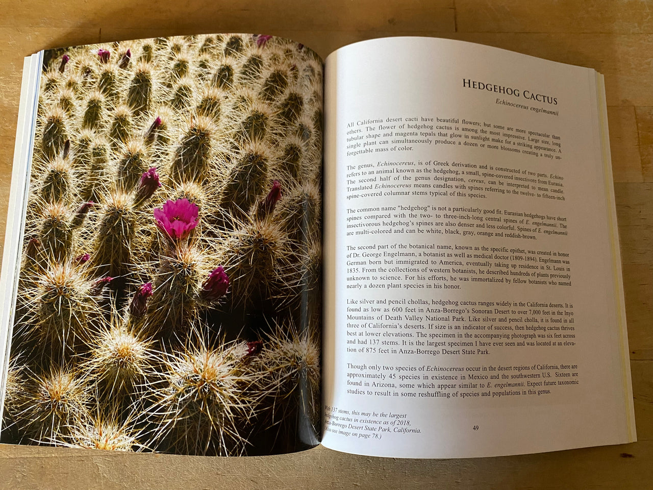 Desert Cacti of California Paperback – January 1, 2019 - by James W. Cornett (Author)