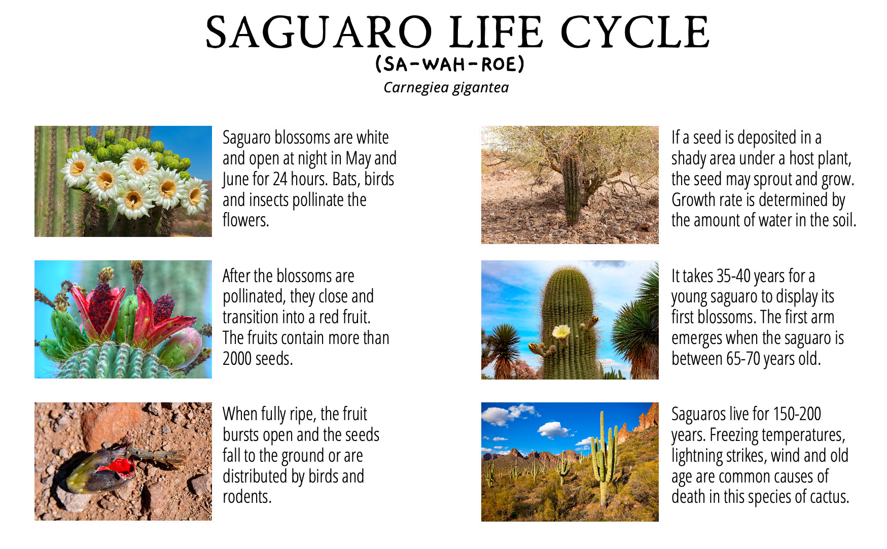planting saguaro seeds Grow Your Own Saguaro Cactus Kit (Carnegiea gigantea) – Cactus Seeds – Seed Starter Peat Pellets Pods - Southwestern Gift Idea