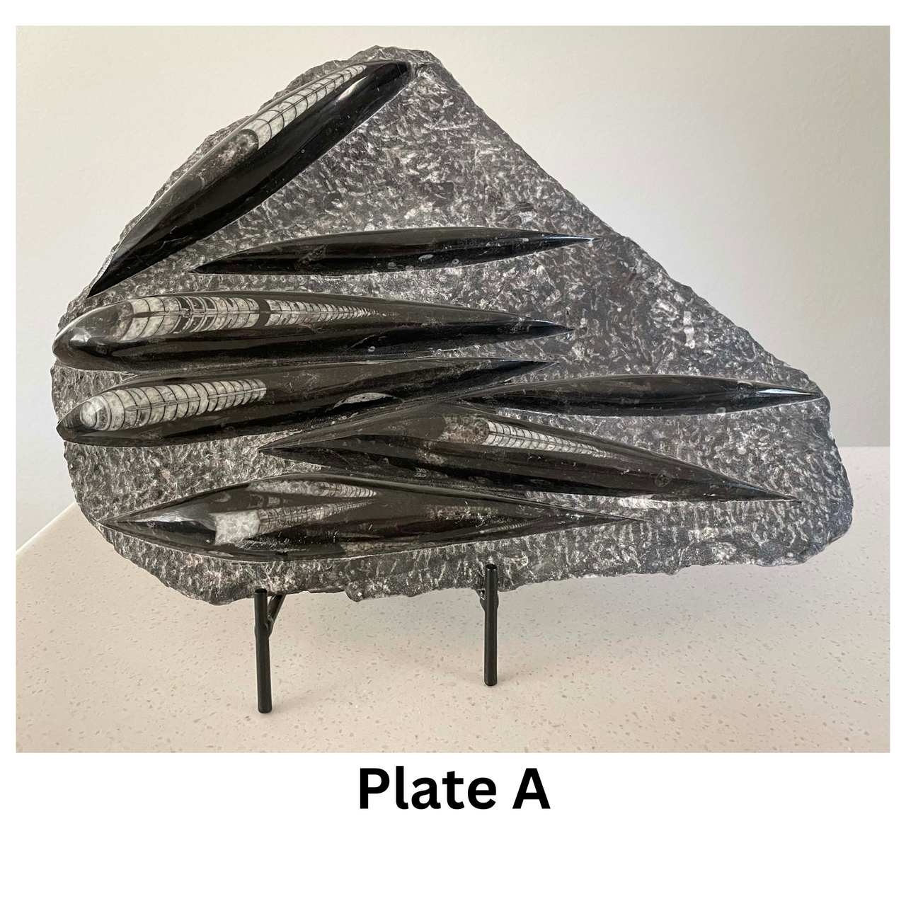 Orthoceras and Ammonite Composite Plate