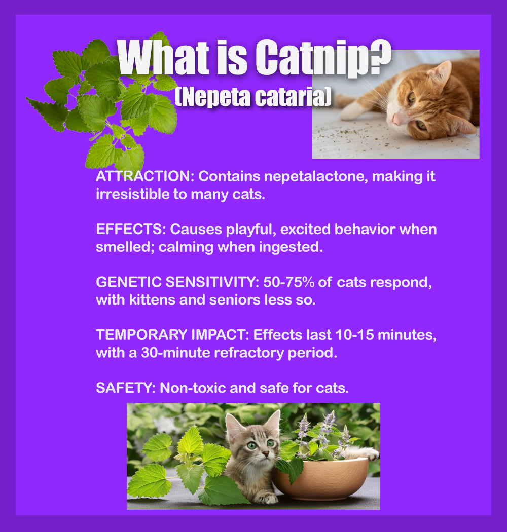 DesertUSA Catnip Blend - North American Crafted, 100% Natural, and Non-Addictive Catnip for Complementing Catnip Toys.
