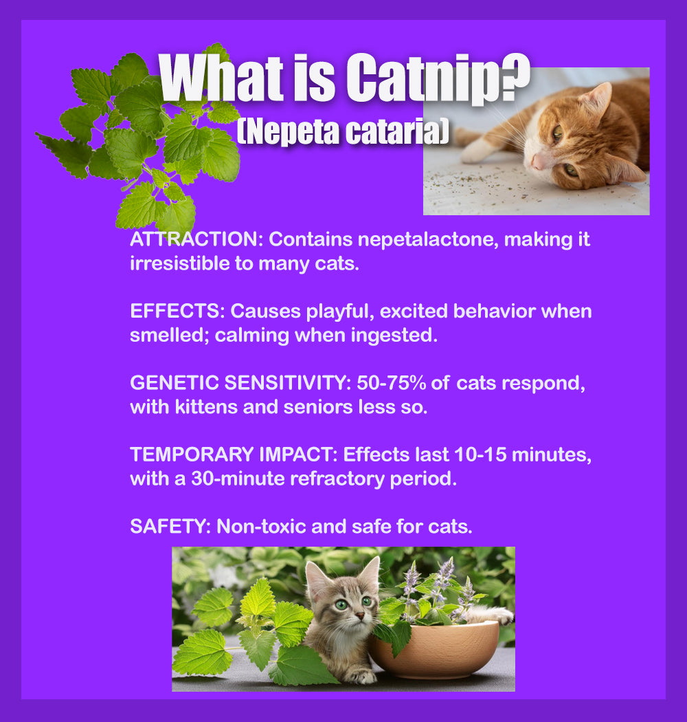 DesertUSA Catnip Blend - North American Crafted, 100% Natural, and Non-Addictive Catnip Treats for Enhanced Playfulness. Ideal for Complementing Catnip Toys, Catnip Spray, and Cat Accessories (1 Cup)