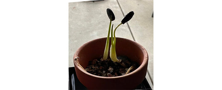Joshua Tree Seed Incubator Grow Kit
