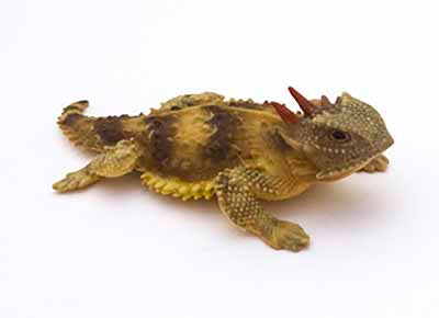 Figurine of a California Coast Horny Toad Lizard 3 Inch