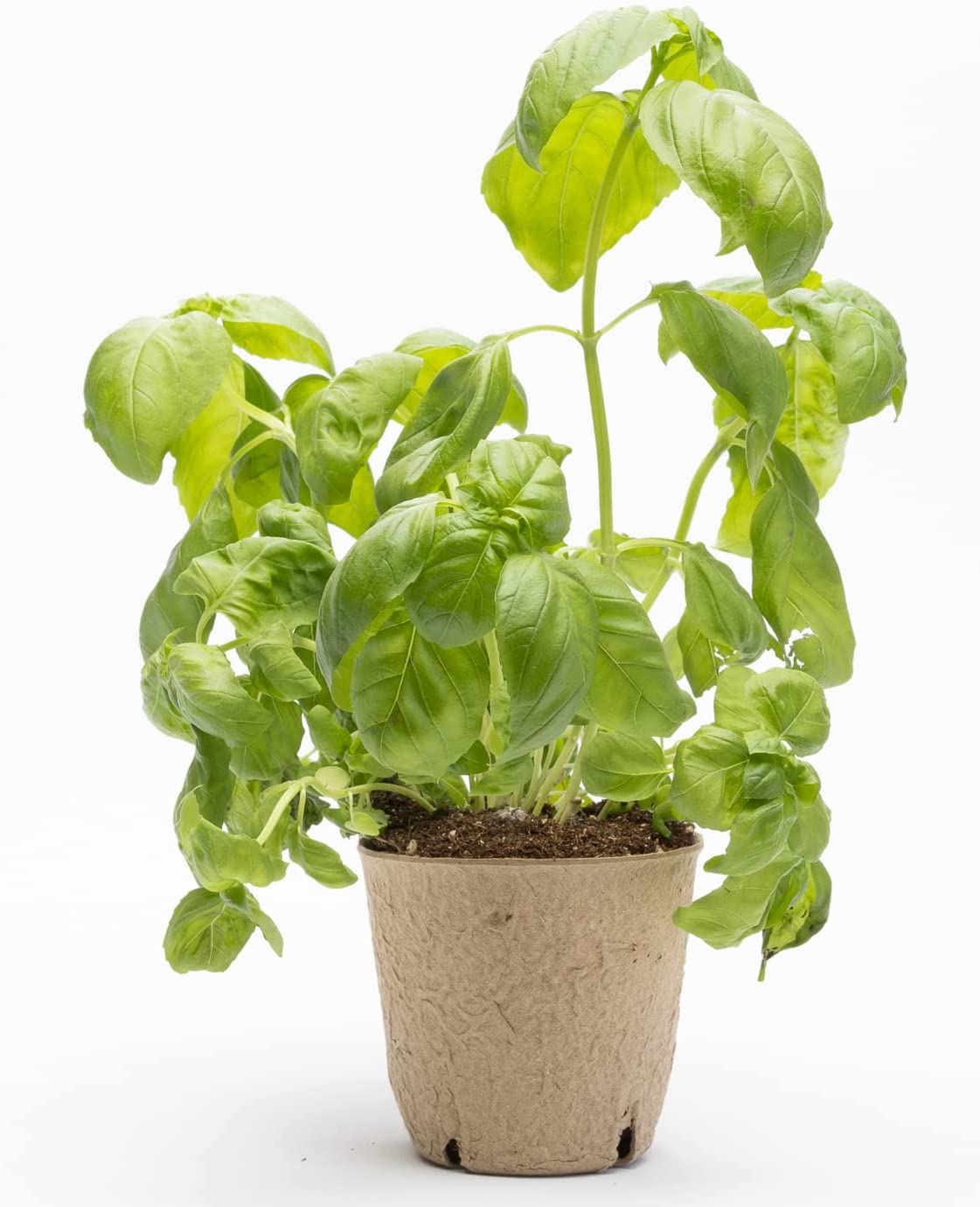 DesertUSA Heirloom Organic Genovese Basil Garden Grow Kit
