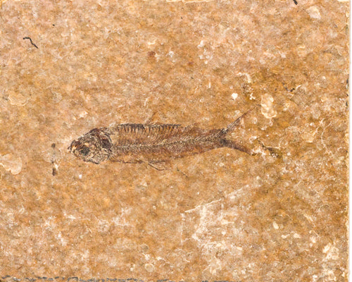 Fossil - small  (011)