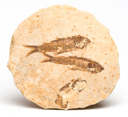 Fossils