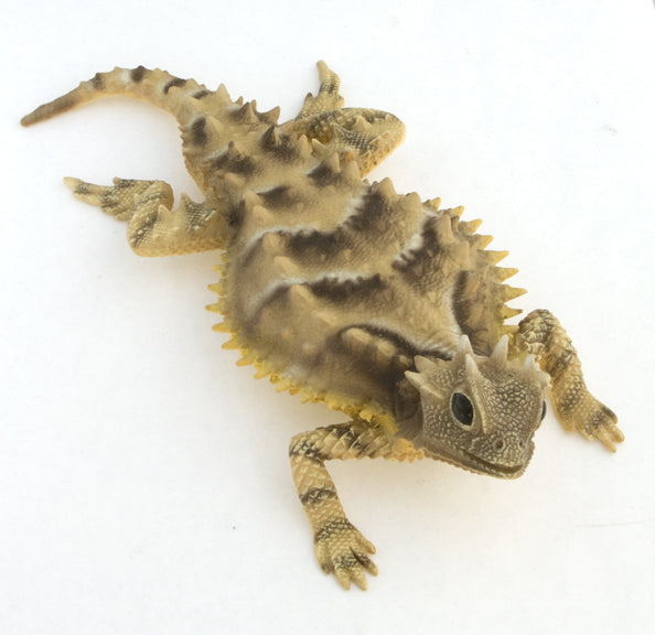 Figurine of a Asio Horned Lizard