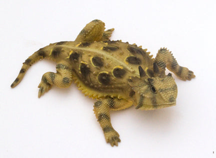 Painted Pewter Figurine of a Texas Desert Horned Lizard,  5"